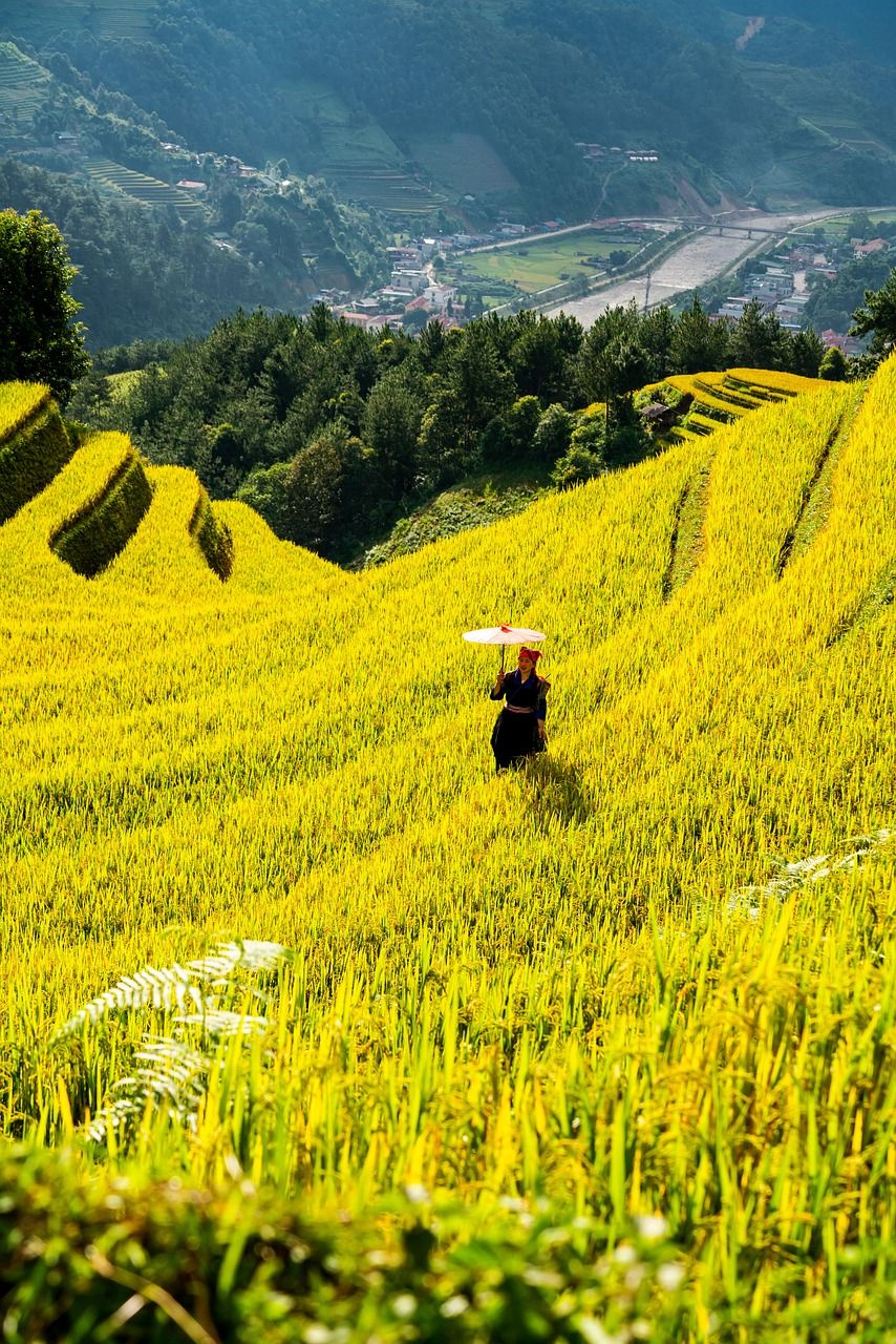 découvrez les dernières tendances et innovations en agriculture pour optimiser les cultures et promouvoir une agriculture durable et respectueuse de l'environnement.