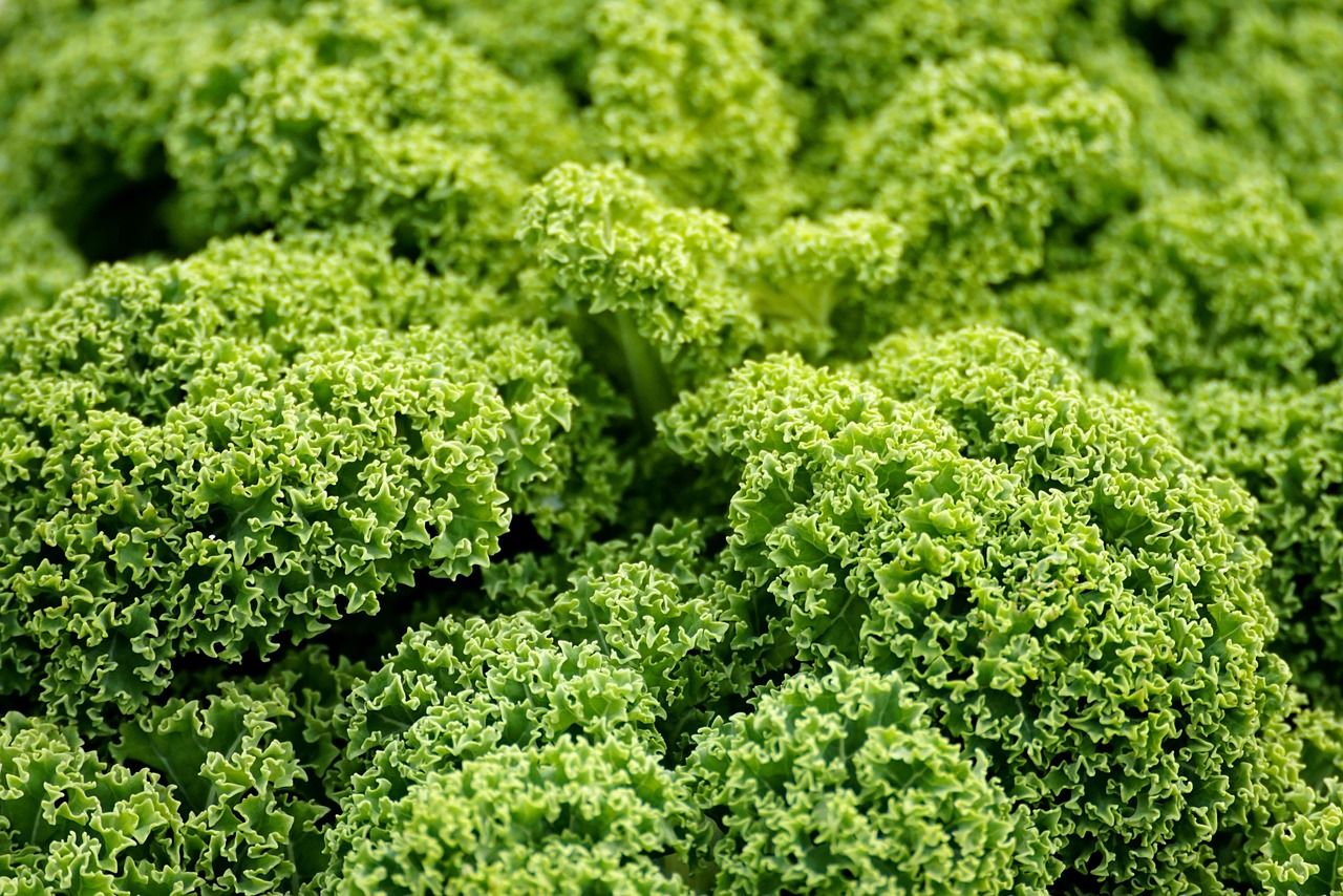 découvrez l'agriculture résiliente au climat, une approche innovante pour adapter les pratiques agricoles face aux défis environnementaux et assurer la sécurité alimentaire durable.