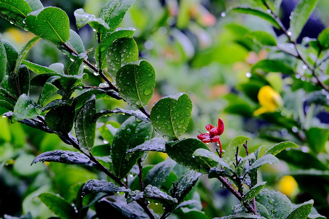 découvrez les techniques efficaces de récupération d'eau de pluie pour économiser l'eau, réduire les factures et adopter une démarche écologique durable.