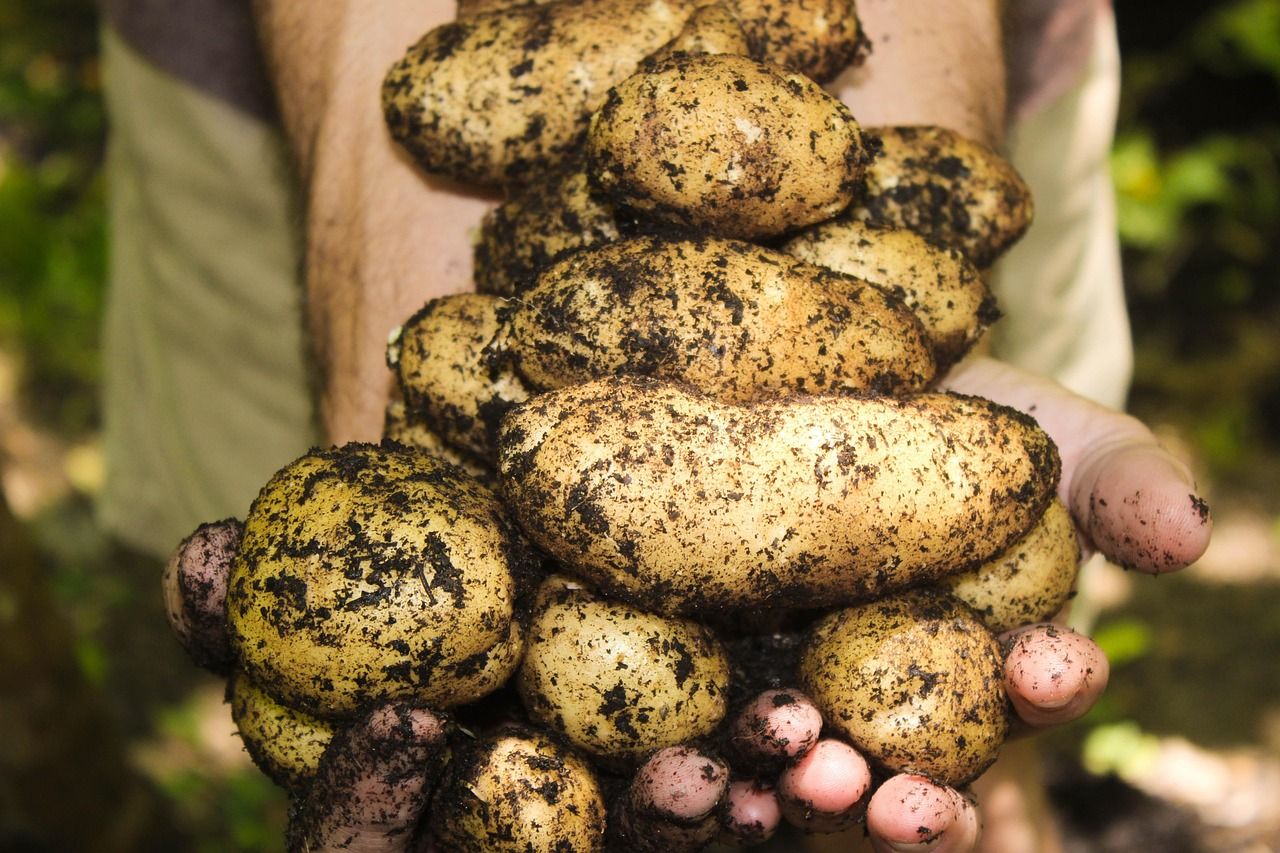 découvrez des produits locaux et de saison, frais et savoureux, pour soutenir les producteurs de votre région et manger sainement toute l'année.
