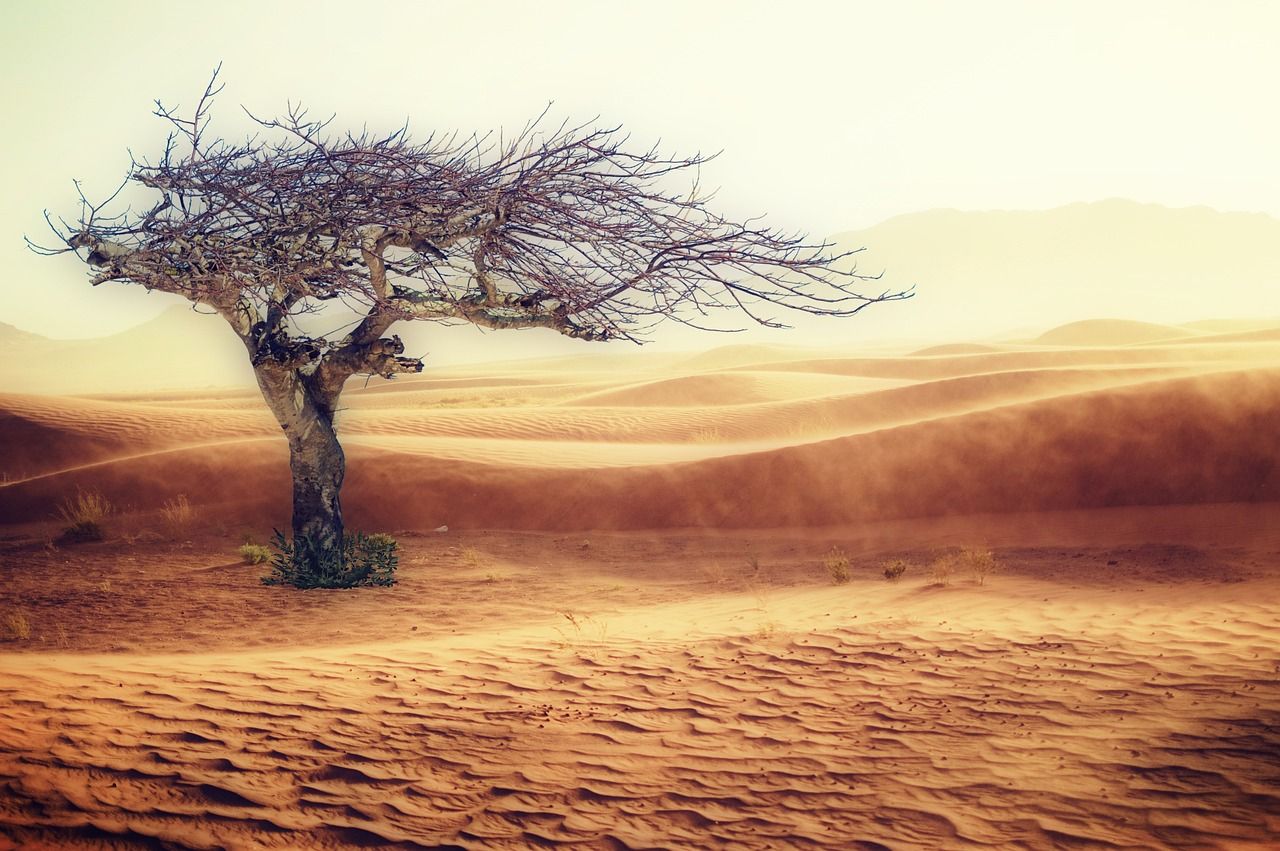 découvrez l'impact du changement climatique sur notre planète, ses causes, ses effets sur la biodiversité et les actions nécessaires pour préserver notre environnement. engagez-vous dans la lutte contre le changement climatique dès aujourd'hui.
