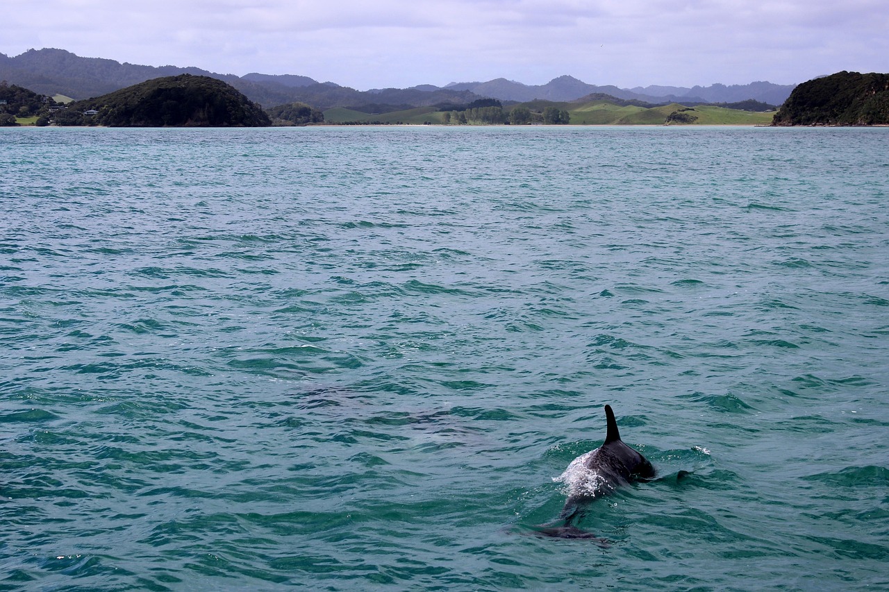 Écosystèmes marins : Importance de la biodiversité pour la santé des océans