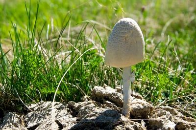 L’Unifa se transforme et devient France Fertilisants : une nouvelle ère pour l’industrie des engrais en France
