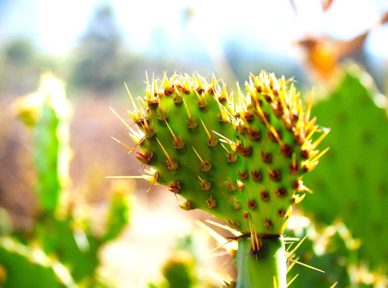 Face à un climat en mutation accélérée, il est impératif d’assister la forêt dans son adaptation