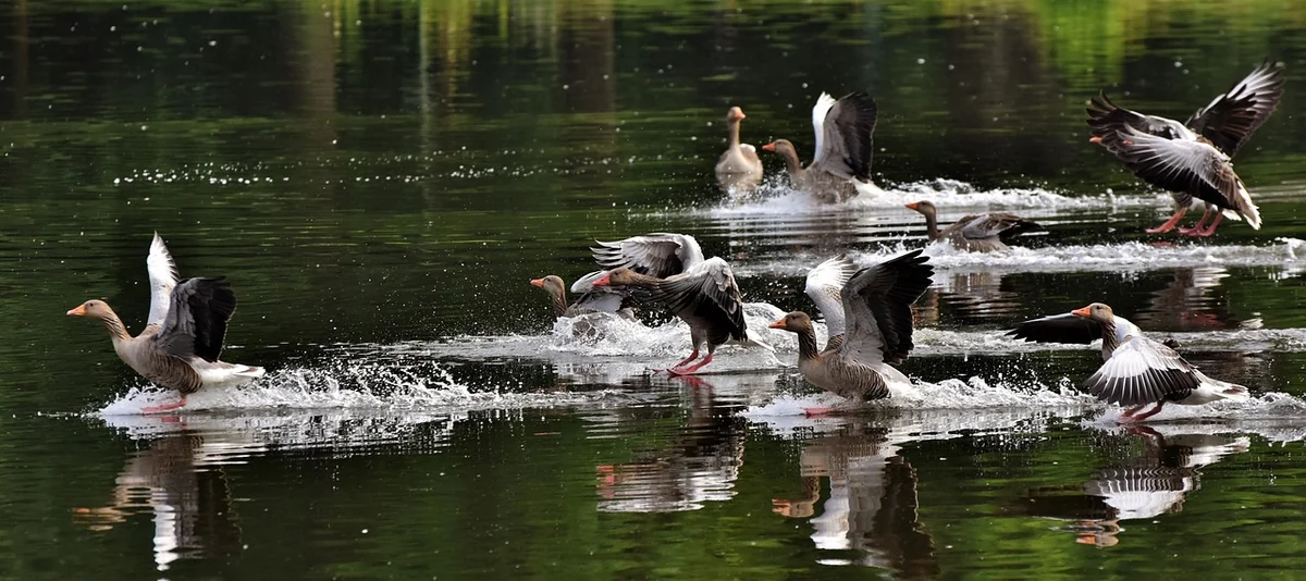 Réutiliser les eaux grises : prometteur, mais pas pour tout le monde