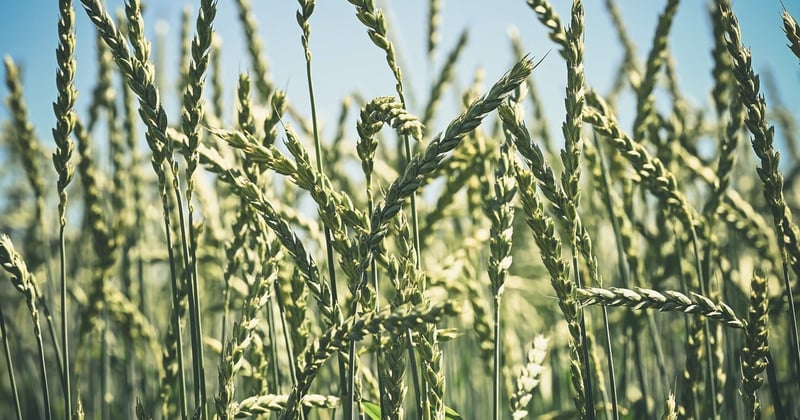 Comment réduire son empreinte carbone grâce à l'agriculture régénérative