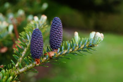 Arbre et Paysage 32 : Une dynamique active face aux défis financiers