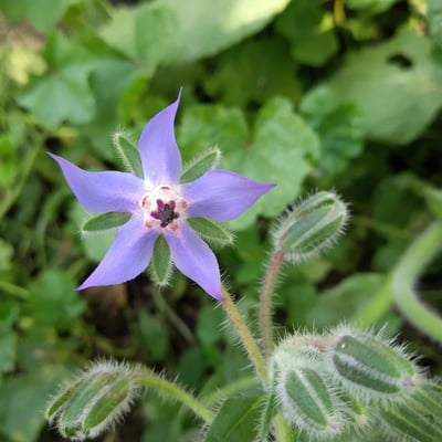 Potager urbain permaculture : Guide complet pour cultiver durablement en ville