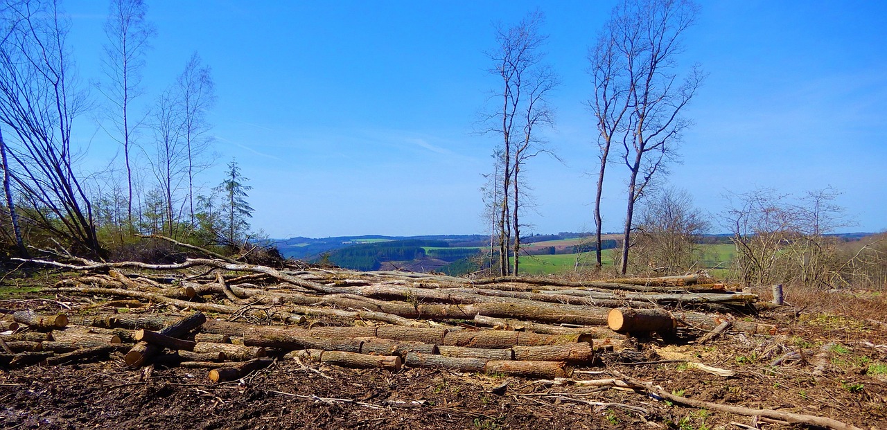 À l’aube de la COP30, des nations utilisent les forêts comme écran pour dissimuler leur empreinte carbone