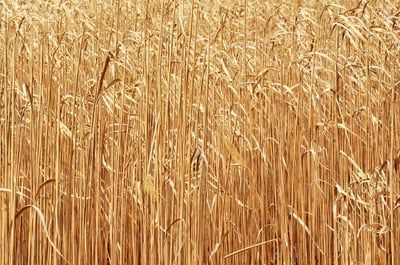 Analyse T&E : Les biocarburants compromettent l’intégrité des politiques RSE axées sur la neutralité carbone