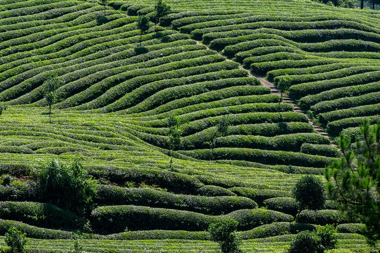 Pratiques agricoles durables : vers une agriculture respectueuse de l’environnement