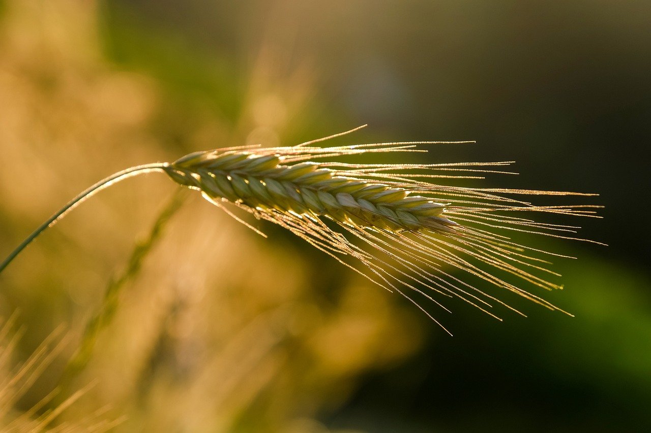 L’impact carbone surprenant de l’agriculture urbaine : 6 fois plus élevé que celui de l’agriculture conventionnelle