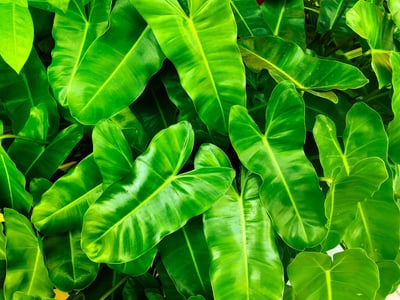 Biochimie verte : des solutions durables pour un avenir éco-responsable