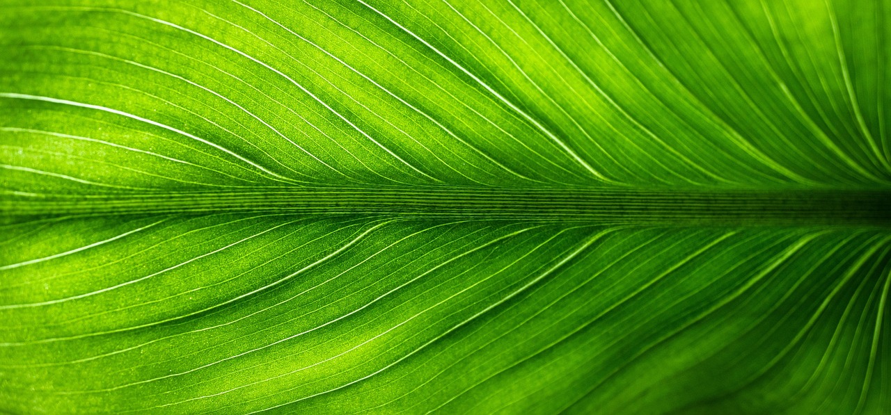 Énergies vertes : Comprendre leur impact sur l’environnement et l’économie