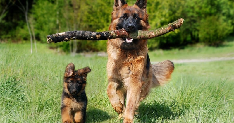 Réduire les déchets liés aux animaux de compagnie : 10 gestes simples