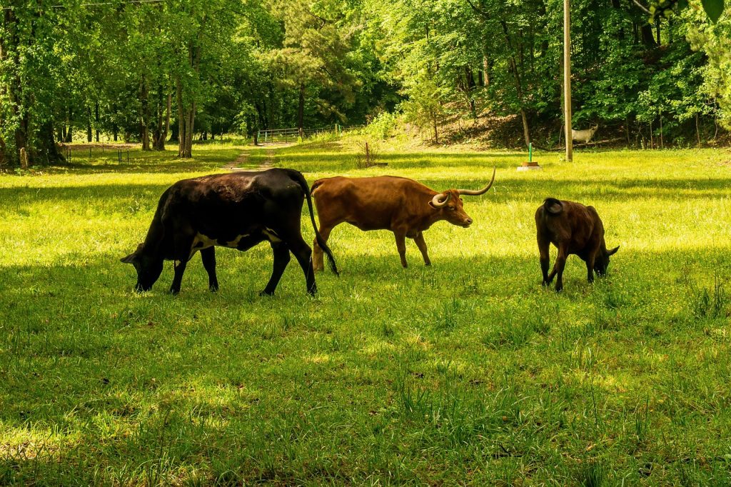 découvrez l'empreinte carbone : un indice essentiel pour évaluer l'impact environnemental de nos activités. apprenez comment réduire votre empreinte et contribuer à la protection de la planète en adoptant des pratiques durables.