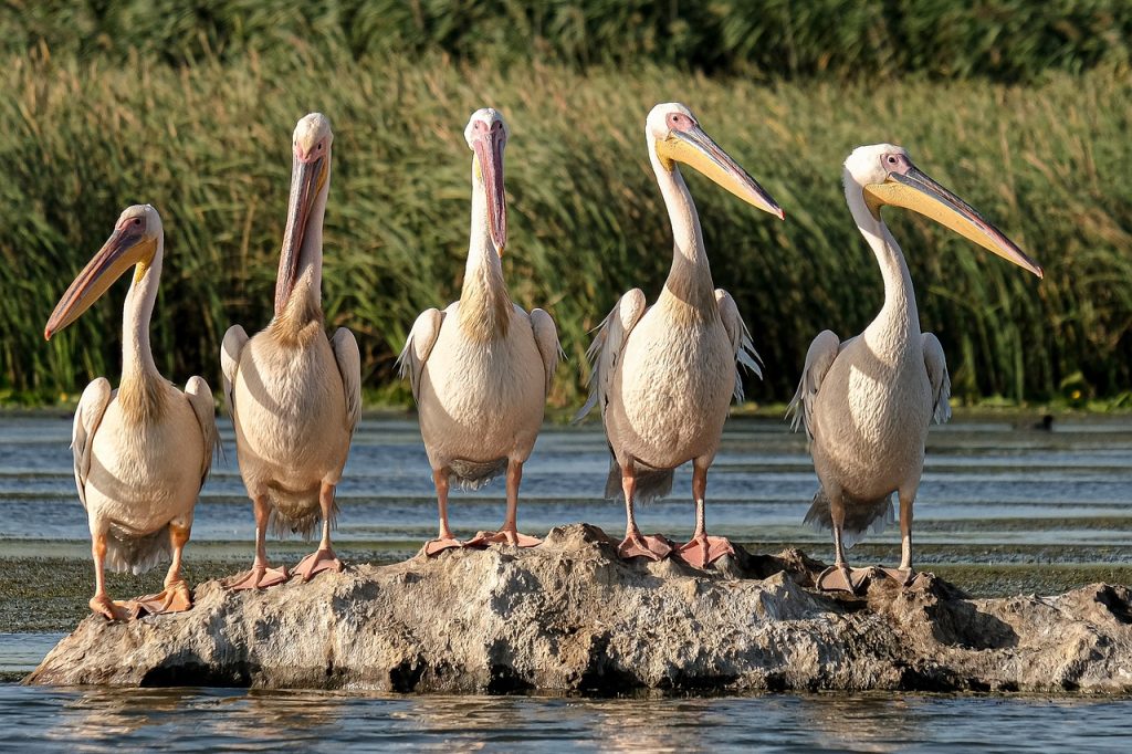 découvrez des conseils pratiques pour la conservation de l'eau et apprenez comment réduire votre consommation quotidienne. ensemble, préservons cette ressource précieuse pour un avenir durable.