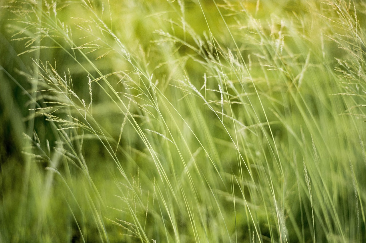 découvrez les avantages environnementaux essentiels pour la planète, des solutions durables aux initiatives écologiques. apprenez comment des choix éclairés peuvent réduire votre empreinte carbone et promouvoir la biodiversité.