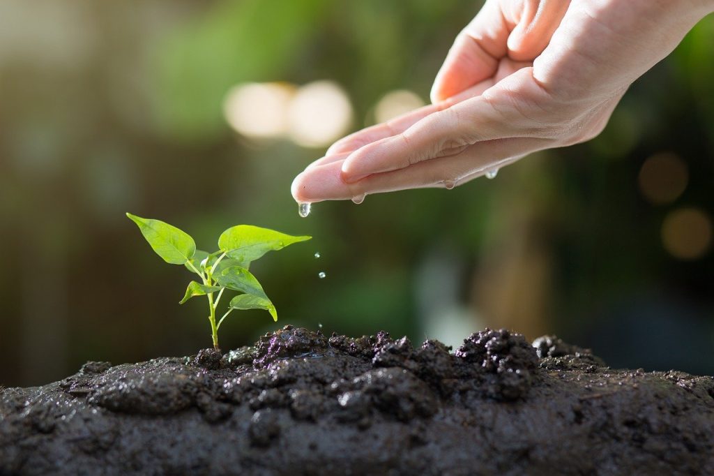 découvrez l'univers du jardinage avec nos conseils pratiques, astuces pour cultiver votre jardin et idées d'aménagement. apprenez à planter, entretenir vos espaces verts et profiter pleinement de la beauté de la nature.