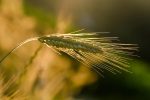 découvrez l'agriculture urbaine, une pratique innovante qui transforme les villes en espaces de culture durable. apprenez comment cultiver des fruits, légumes et herbes fraîches en milieu urbain tout en contribuant à la biodiversité et à la réduction de l'empreinte carbone.