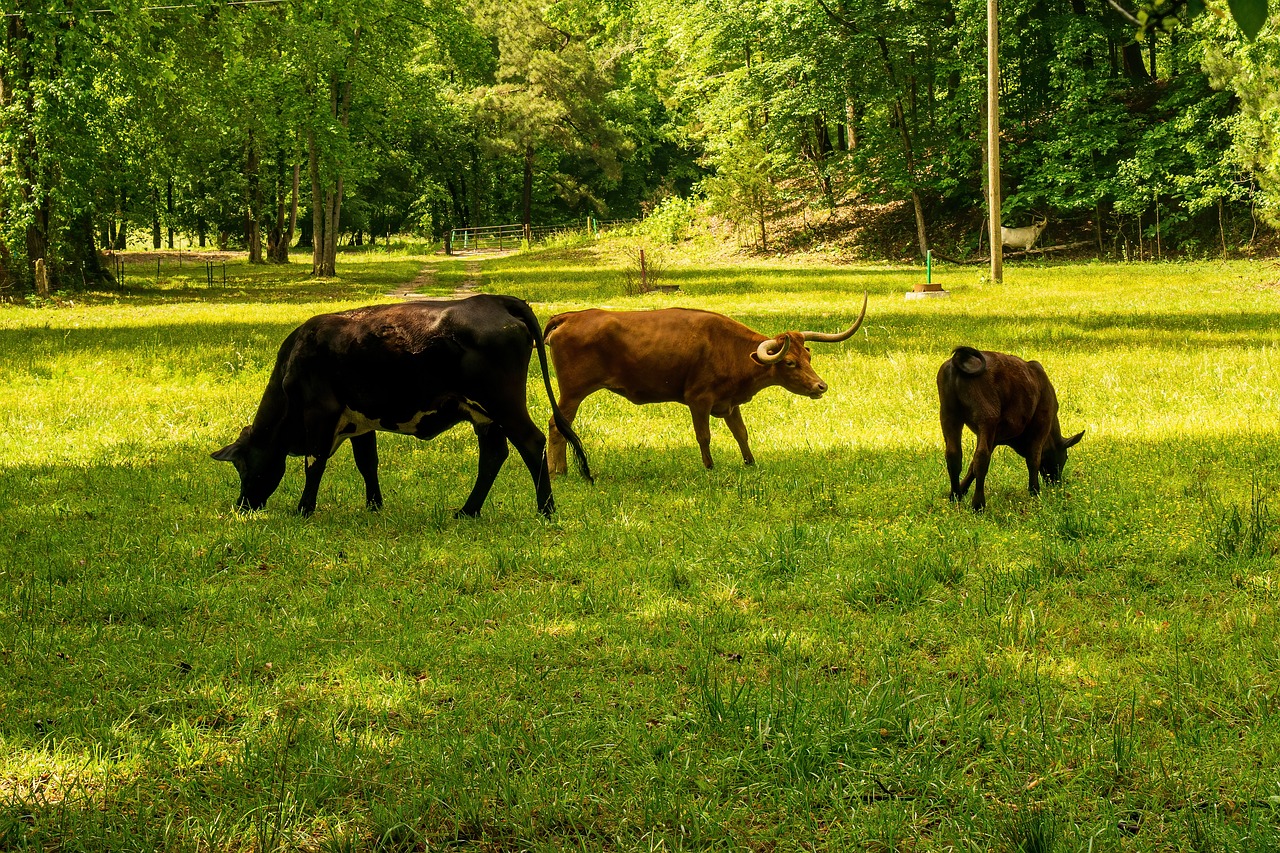 découvrez comment réduire votre empreinte carbone et contribuer à la protection de l'environnement. apprenez des astuces pratiques et des stratégies pour minimiser l'impact environnemental de vos activités quotidiennes.