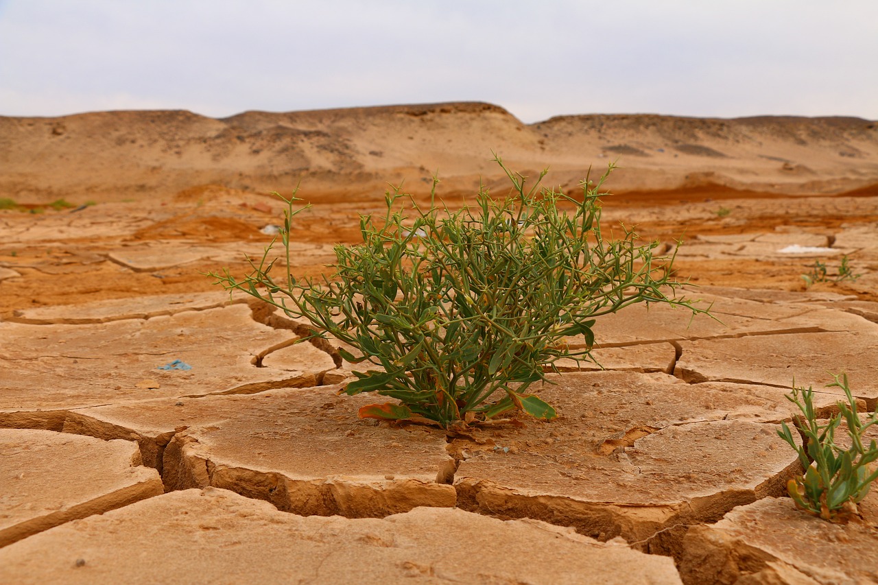 découvrez les enjeux cruciaux du changement climatique, ses impacts sur notre planète et les actions que nous pouvons entreprendre pour un avenir durable. informez-vous sur les solutions et engagez-vous pour la lutte contre le réchauffement climatique.