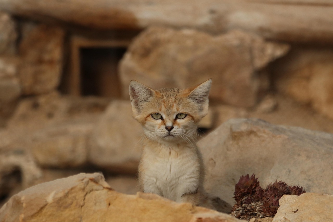 découvrez comment les forêts s'adaptent aux changements climatiques et environnementaux, et explorez des solutions innovantes pour préserver la biodiversité forestière.