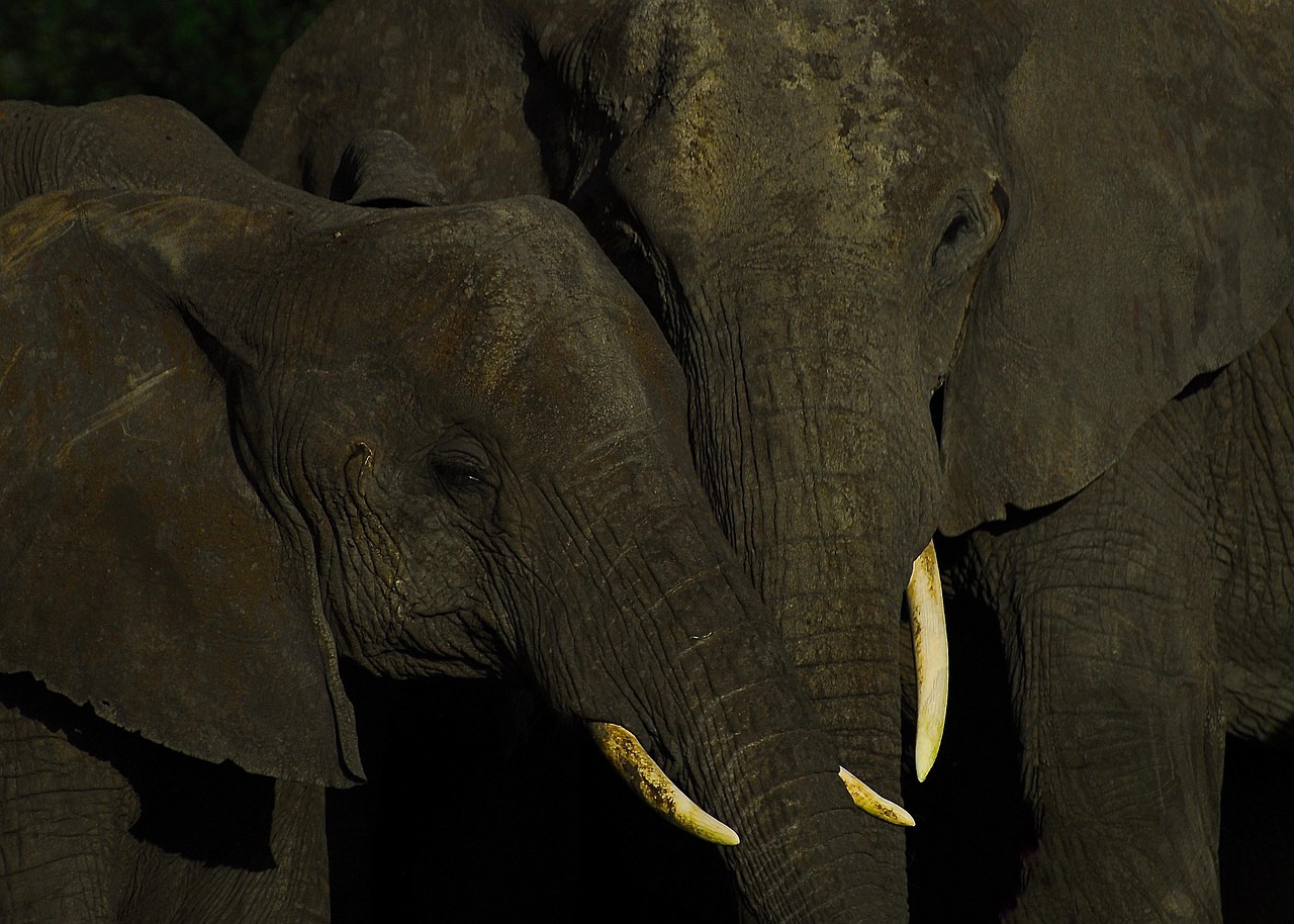 d&eacute;couvrez comment la communication durable favorise des &eacute;changes responsables et respectueux de l'environnement, pour un impact positif et durable.