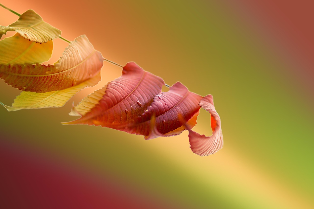 d&eacute;couvrez les utilisations efficaces du bicarbonate de soude et du vinaigre blanc pour le nettoyage, la cuisine, et bien plus encore.