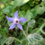 d&eacute;couvrez notre jardin de permaculture urbaine, un espace &eacute;cologique et durable o&ugrave; la nature s'invite en ville pour cultiver biodiversit&eacute;, aliments sains et bien-&ecirc;tre.