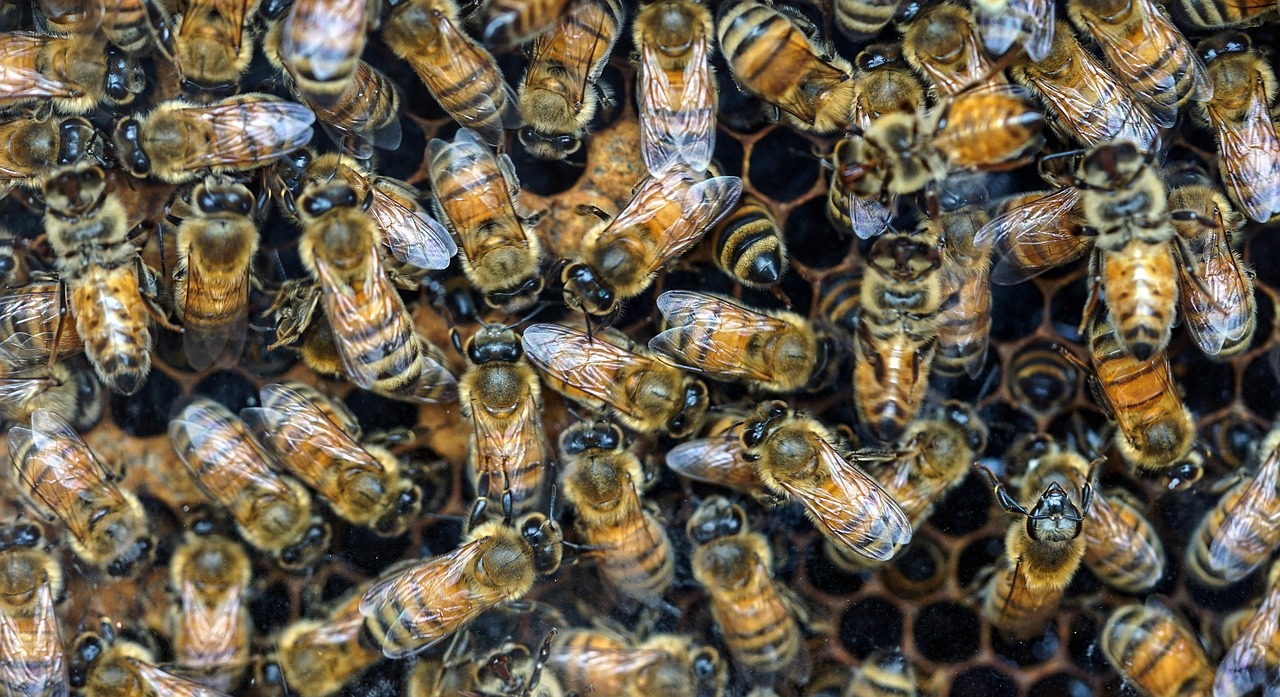 d&eacute;couvrez le bee wrap, une alternative &eacute;cologique et r&eacute;utilisable au film plastique pour emballer vos aliments tout en r&eacute;duisant les d&eacute;chets.
