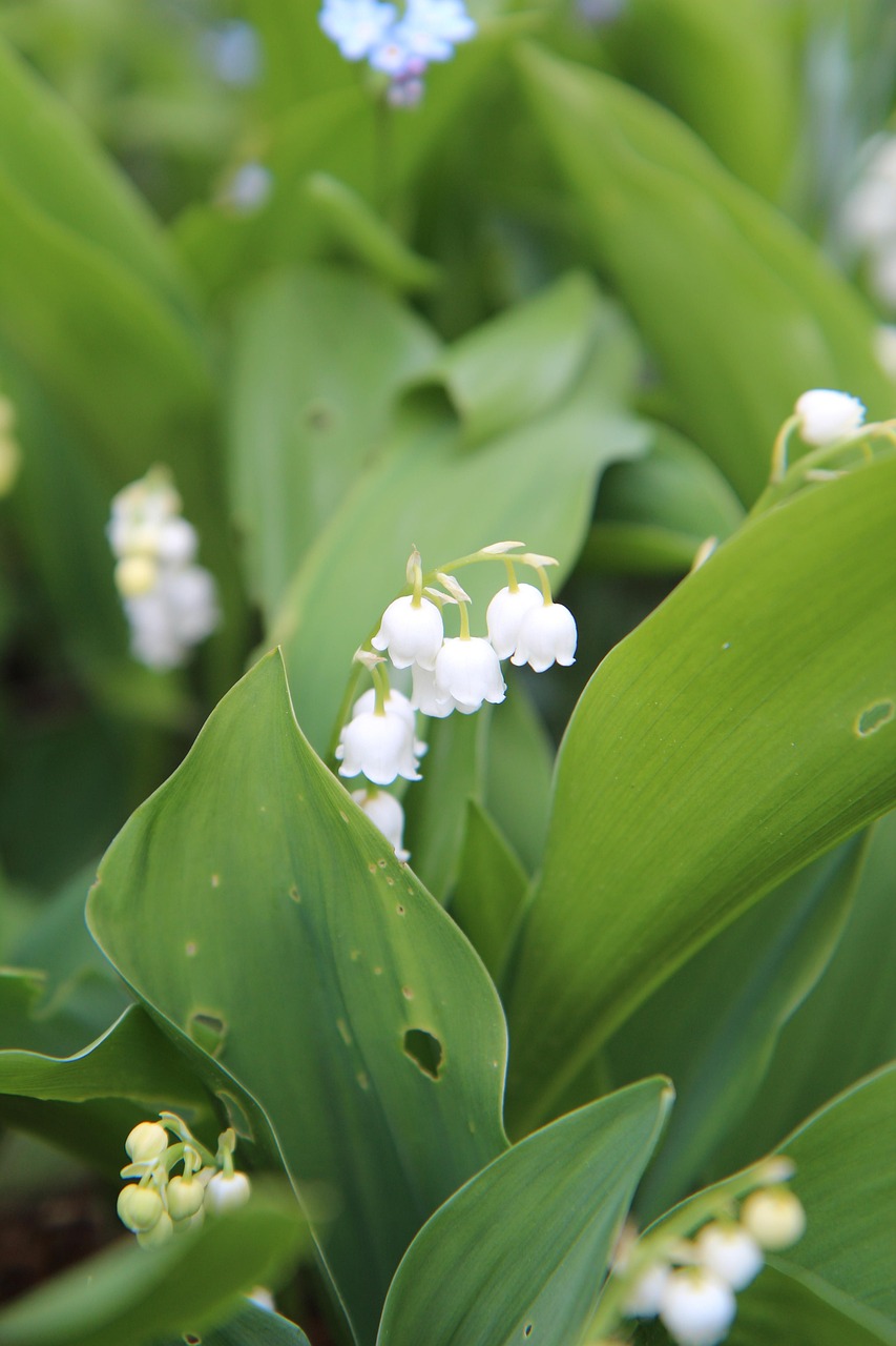 d&eacute;couvrez le muguet, une fleur d&eacute;licate au parfum subtil, symbole de bonheur et de renouveau au printemps.