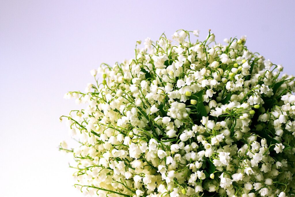 d&eacute;couvrez le muguet, une fleur d&eacute;licate et parfum&eacute;e, symbole de bonheur et de printemps en france.