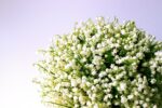 d&eacute;couvrez le muguet, une fleur d&eacute;licate et parfum&eacute;e, symbole de bonheur et de printemps en france.