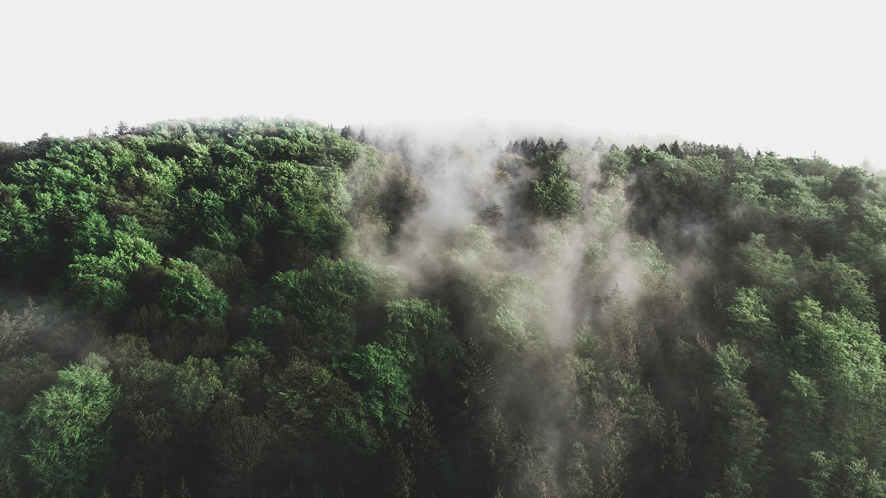 d&eacute;couvrez tout sur l'environnement : protection, enjeux &eacute;cologiques et actions durables pour pr&eacute;server notre plan&egrave;te.